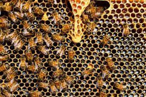 Waabe mit Bienen